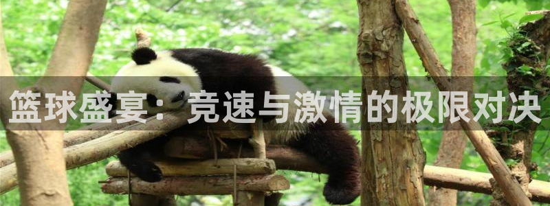 篮球盛宴：竞速与激情的极限对决