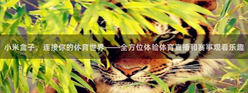 小米盒子，连接你的体育世界——全方位体验体育直播和赛事观看乐趣