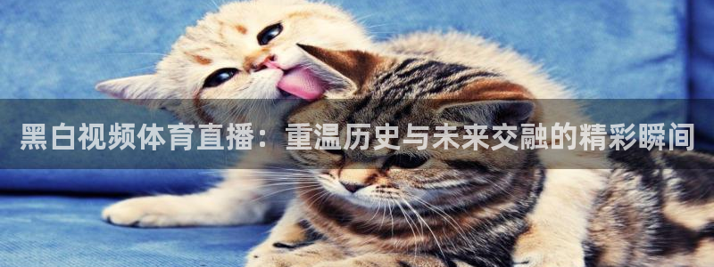 黑白视频体育直播：重温历史与未来交融的精彩瞬间