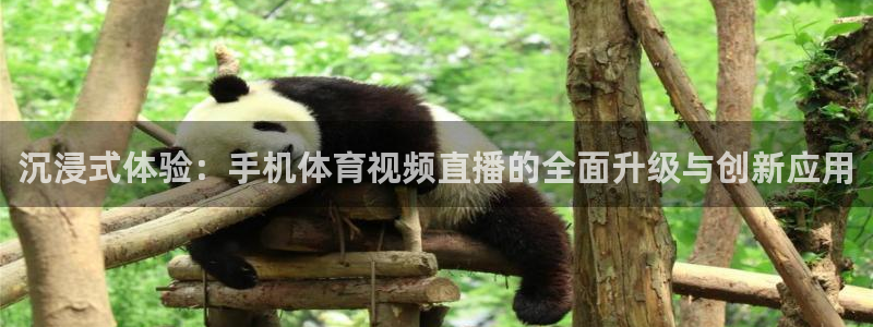 沉浸式体验：手机体育视频直播的全面升级与创新应用